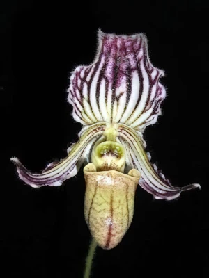 Bild von Paphiopedilum fairieanum 2